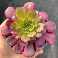 Aeonium Anna