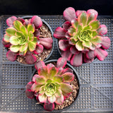 Aeonium Anna