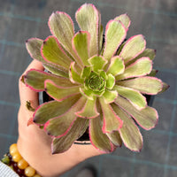 Aeonium Fanxi