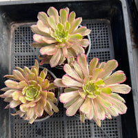 Aeonium Fanxi