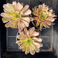 Aeonium Fanxi