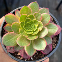 Aeonium Halloween yellow