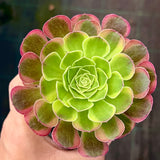 Aeonium Halloween milky white