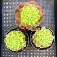 Aeonium Halloween milky white