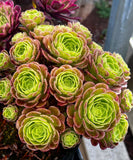 Aeonium Halloween milky white