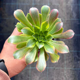 Aeonium Lemon Lime