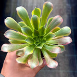 Aeonium Lemon Lime