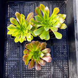 Aeonium Lemon Lime