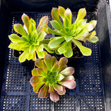 Aeonium Lemon Lime