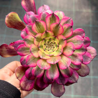 Aeonium 'Meiji'