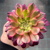 Aeonium 'Meiji'