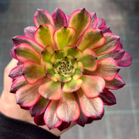 Aeonium 'Meiji'