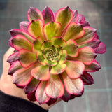 Aeonium 'Meiji'