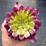 Aeonium Meiya