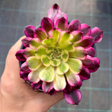 Aeonium Meiya