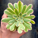 Aeonium Monica