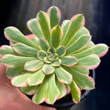 Aeonium Monica
