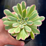Aeonium Monica