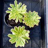 Aeonium Monica