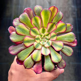 Aeonium Moya