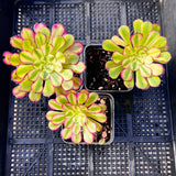 Aeonium Moya