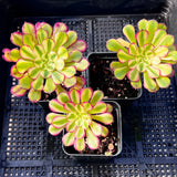 Aeonium Moya