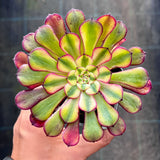 Aeonium Moya