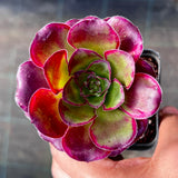 Aeonium Voodoo
