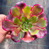 Aeonium Voodoo