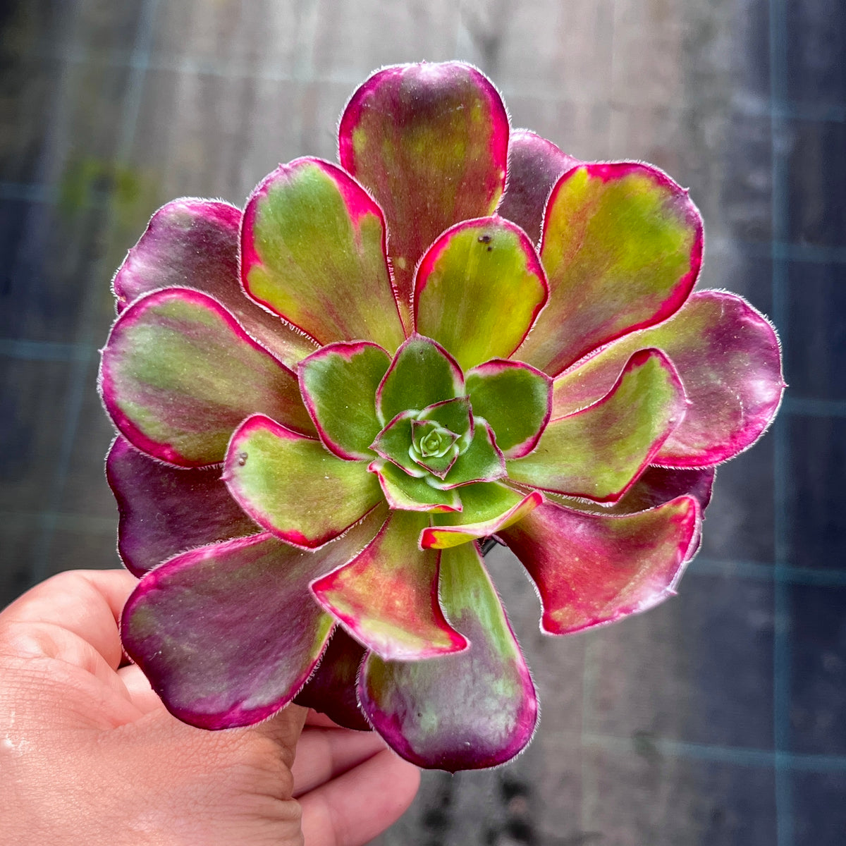 Aeonium Voodoo – RNT SUCCULENTS