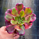 Aeonium Voodoo
