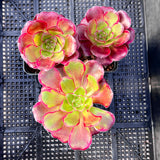 Aeonium Voodoo
