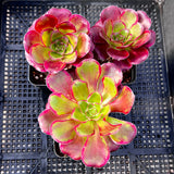 Aeonium Voodoo