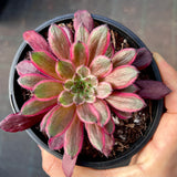 Aeonium Zixia Fairy