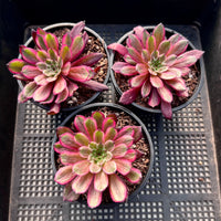 Aeonium Zixia Fairy