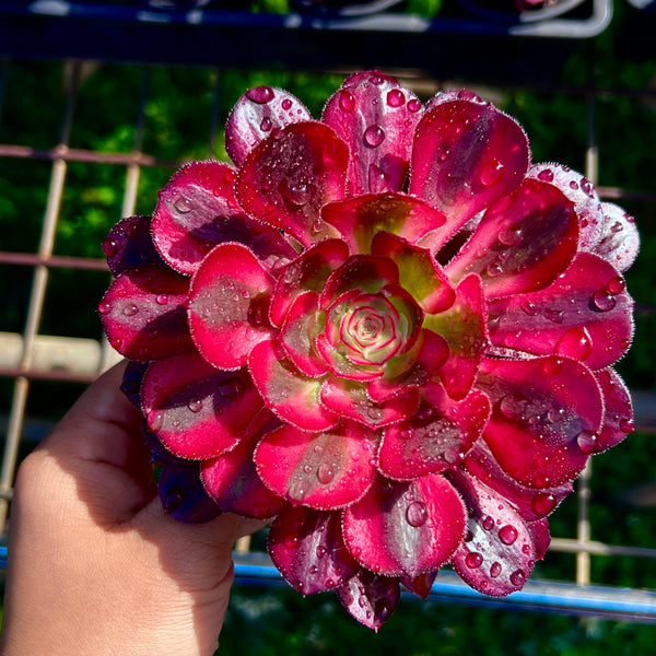 Aeonium Chanel