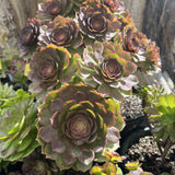 Aeonium Magic Forest
