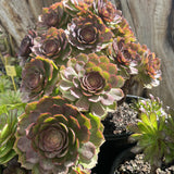 Aeonium Magic Forest