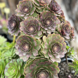Aeonium Magic Forest