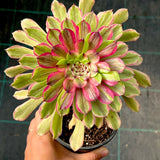 Aeonium Face Powder
