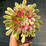 Aeonium Face Powder