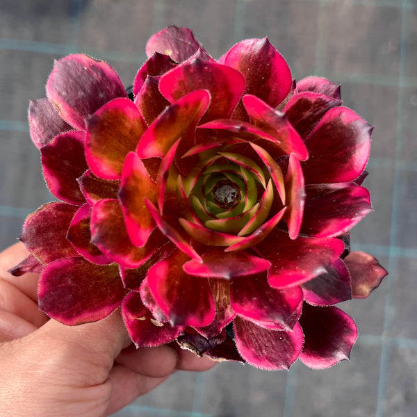 Aeonium Fireworks