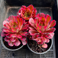 Aeonium Fireworks