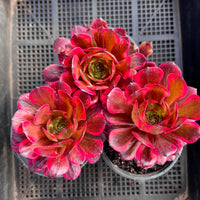 Aeonium Fireworks