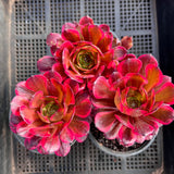 Aeonium Fireworks