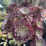 Aeonium Immortal Ink