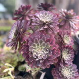 Aeonium Immortal Ink