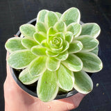 Aeonium aureum variegata