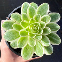 Aeonium aureum variegata