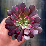 Aeonium Black Devil